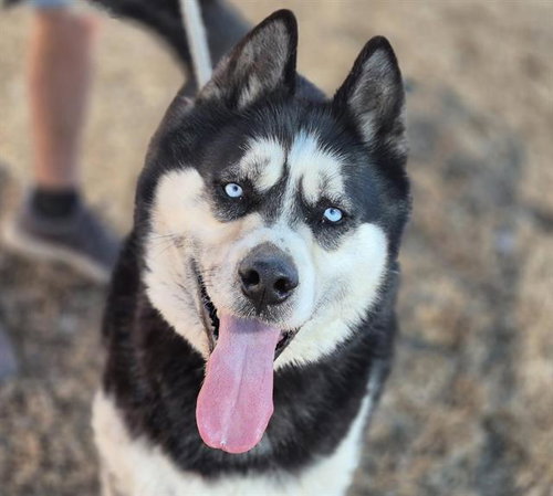 HOMER, an adoptable Husky in Albuquerque, NM