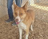 ROCCO - Photo 1