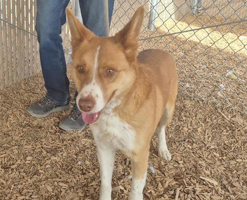 ROCCO - Husky / Labrador Retriever available for adoption