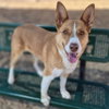 ROCCO - Photo 1