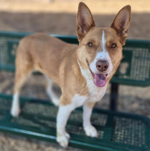 ROCCO, an adoptable Husky in Albuquerque, NM