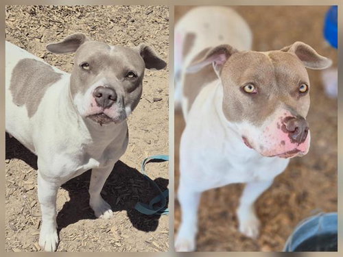 PRADA - American Pit Bull Terrier available for adoption