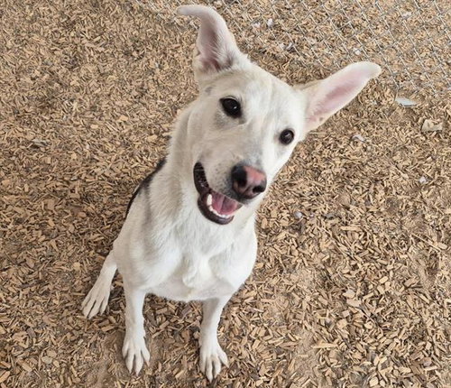 LADY - Siberian Husky available for adoption
