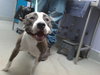 SHELBY - Photo 1