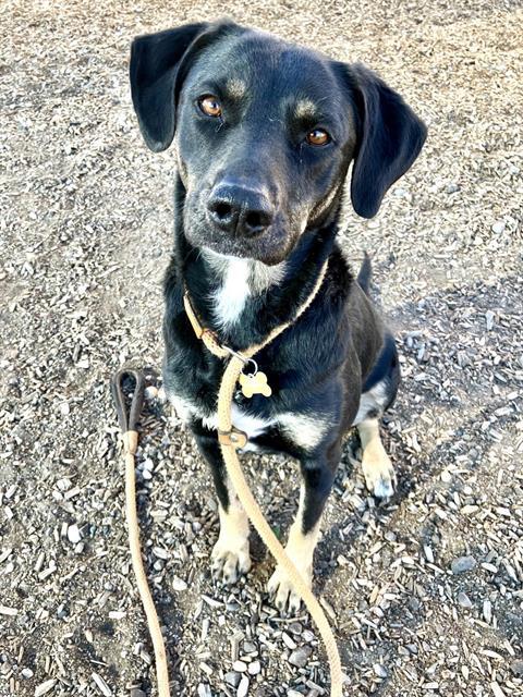 RILEY, an adoptable German Shepherd Dog in Albuquerque, NM