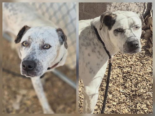 JAXSON, an adoptable Queensland Heeler in Albuquerque, NM