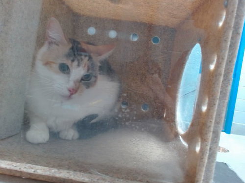 LEXIE - Domestic Short Hair available for adoption