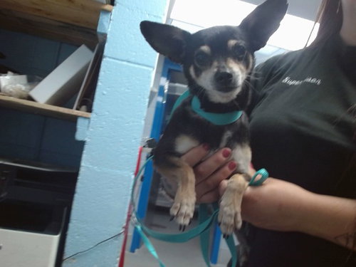 CHUCHO - Chihuahua available for adoption