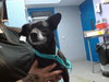 CHUCHITO - Photo 1