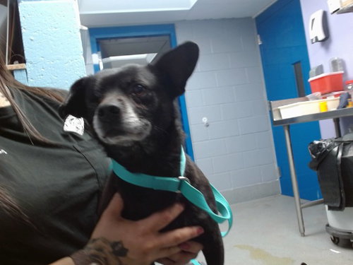 CHUCHITO - Chihuahua available for adoption