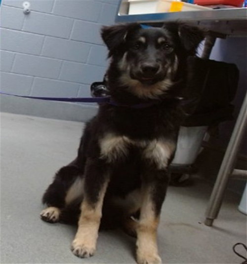SWEETIE, an adoptable Australian Shepherd in Albuquerque, NM