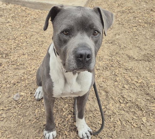 RED, an adoptable American Pit Bull Terrier in Albuquerque, NM