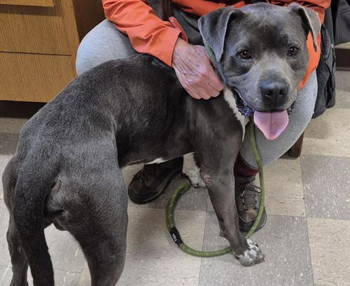 RED, an adoptable American Pit Bull Terrier in Albuquerque, NM