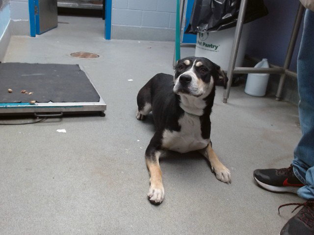 BUDDY Image