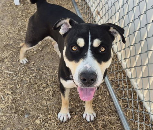 BUDDY, an adoptable American Pit Bull Terrier in Albuquerque, NM