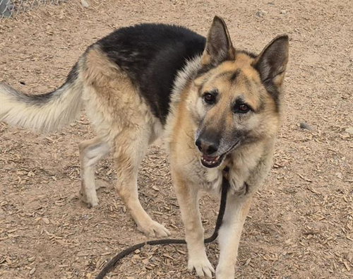 CHUCHO, an adoptable German Shepherd Dog in Albuquerque, NM