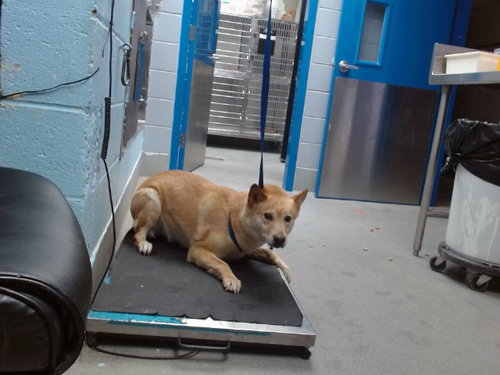 BELLA, an adoptable German Shepherd Dog in Albuquerque, NM