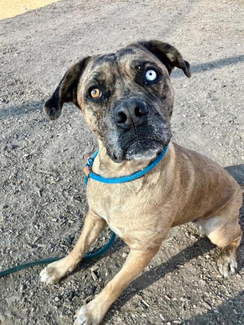 VERDRE, an adoptable Mastiff in Albuquerque, NM