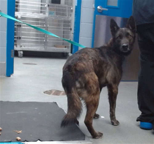 LADY, an adoptable Dutch Shepherd in Albuquerque, NM