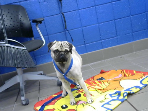 HERO, an adoptable Pug in Albuquerque, NM