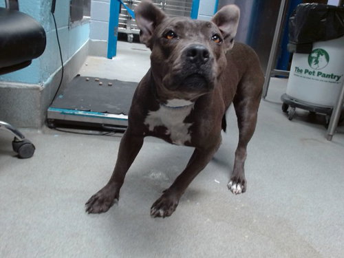 NOVA, an adoptable American Pit Bull Terrier in Albuquerque, NM