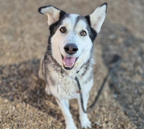 YEAGER, an adoptable Husky in Albuquerque, NM