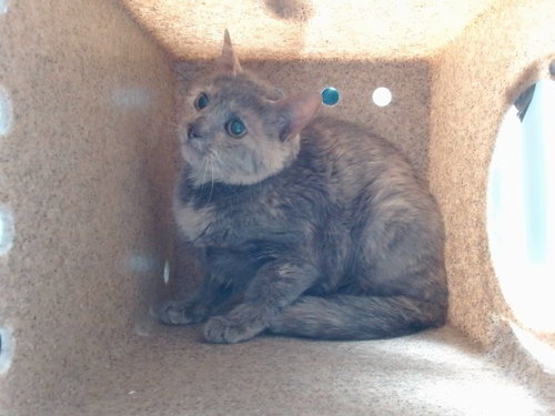 picture of the cat needing adoption