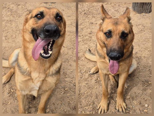MACY, an adoptable German Shepherd Dog in Albuquerque, NM