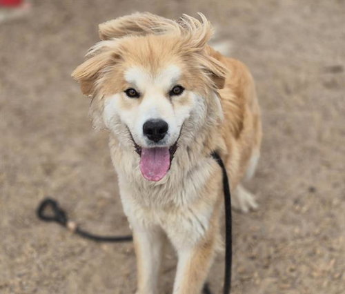 THEO, an adoptable Great Pyrenees in Albuquerque, NM