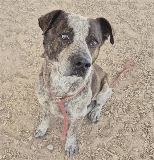 HUM, an adoptable Australian Cattle Dog in Albuquerque, NM