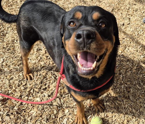 TIMMY, an adoptable Rottweiler in Albuquerque, NM