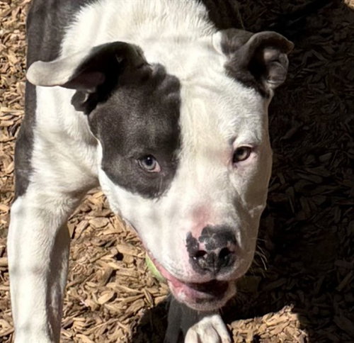 CPT. LUFFY, an adoptable American Pit Bull Terrier in Albuquerque, NM