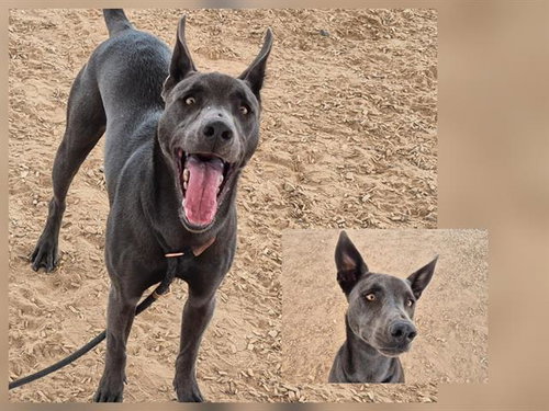 CORN, an adoptable Labrador Retriever in Albuquerque, NM