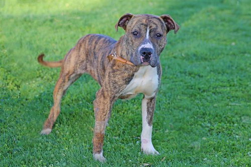 GURDY, an adoptable American Pit Bull Terrier in Albuquerque, NM
