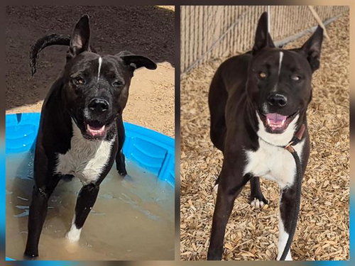 LEO, an adoptable American Pit Bull Terrier in Albuquerque, NM
