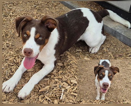 PIPER, an adoptable Pointer in Albuquerque, NM