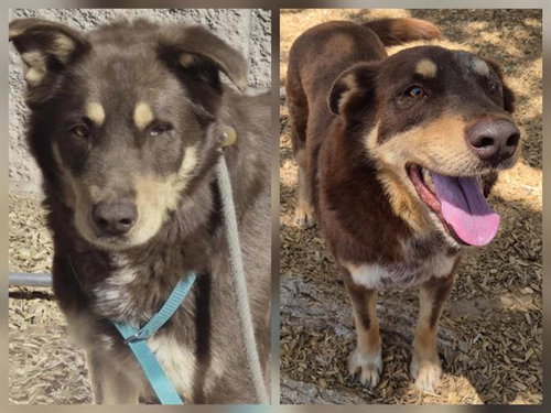 PIRATE, an adoptable Husky in Albuquerque, NM
