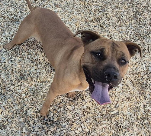 BAMBI, an adoptable American Pit Bull Terrier in Albuquerque, NM