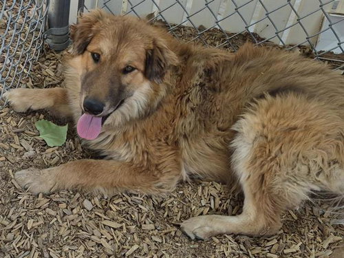 SOLOMON, an adoptable Labrador Retriever in Albuquerque, NM