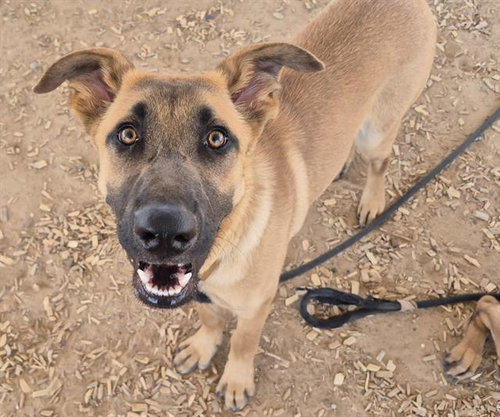 SAMMY, an adoptable German Shepherd Dog in Albuquerque, NM