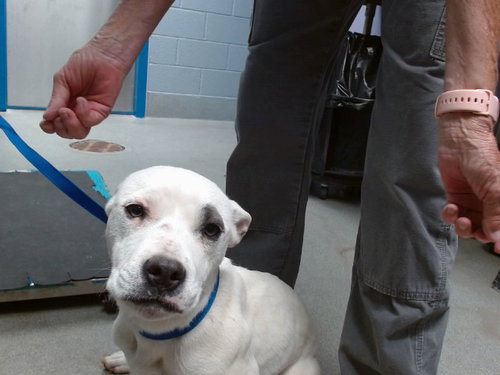 MARSHA, an adoptable American Pit Bull Terrier in Albuquerque, NM