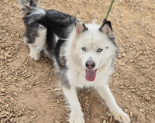AMBER, an adoptable Husky in Albuquerque, NM