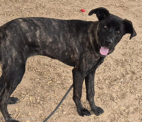 ESTRELLA, an adoptable Cane Corso Mastiff in Albuquerque, NM