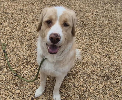OLIVER, an adoptable Great Pyrenees in Albuquerque, NM
