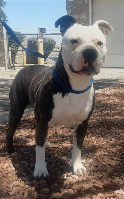 OREO, an adoptable American Staffordshire Terrier in Albuquerque, NM