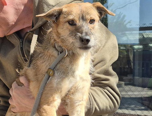 CHICKEN - Yorkshire Terrier Yorkie available for adoption