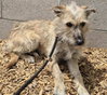 PUPPY - Photo 1