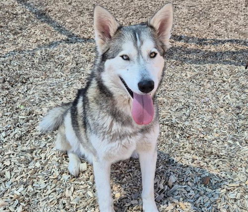 LOUI LOBO, an adoptable Siberian Husky in Albuquerque, NM
