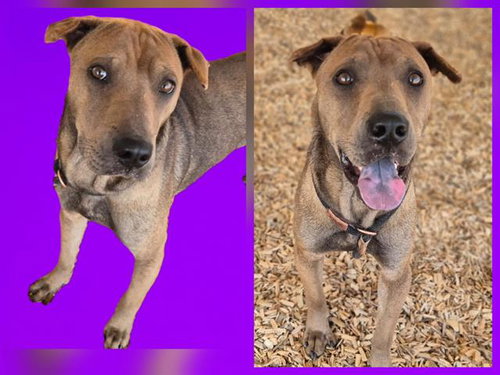 SPEEDY, an adoptable Chinese Shar-Pei in Albuquerque, NM