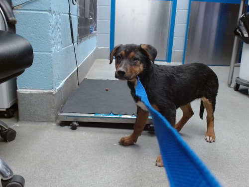 BISCOCHITO, an adoptable German Shepherd Dog in Albuquerque, NM